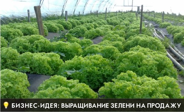  Бизнес-идея: Выращивание зелени на продажу